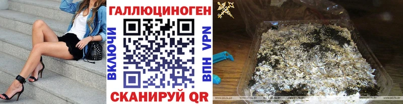 Псилоцибиновые грибы Psilocybe Сосновый Бор